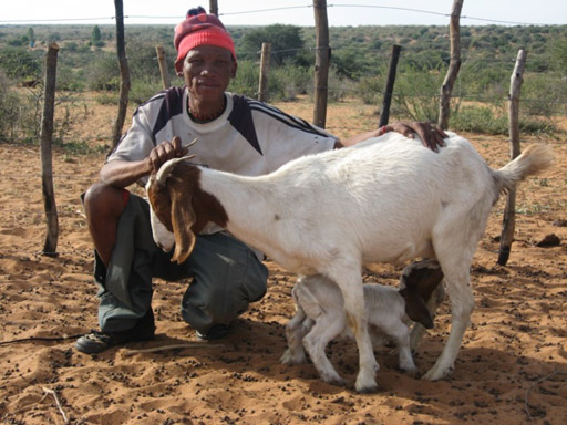 Voormansput San settlement resident, Piet Frans pictured with his ewe and its newly born kid.